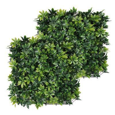 Dekorációs növények Boxwood panelek