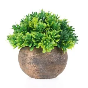 Szerelem fa zöld növény Bonsai