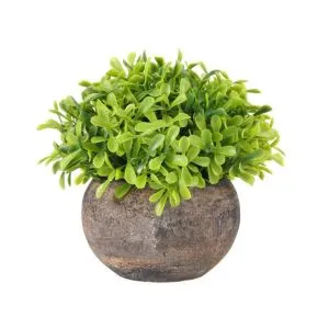 Kis beltéri cserepes növények Kis cserepes növény